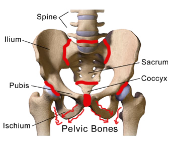 pelvic joints